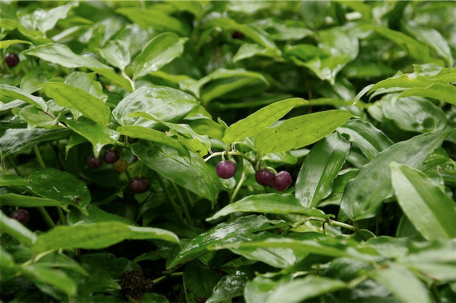 *RETAIL - Disporopsis arisanensis [wide leaf form]