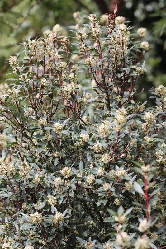 *RETAIL - Tasmannia (Drimys) lanceolata