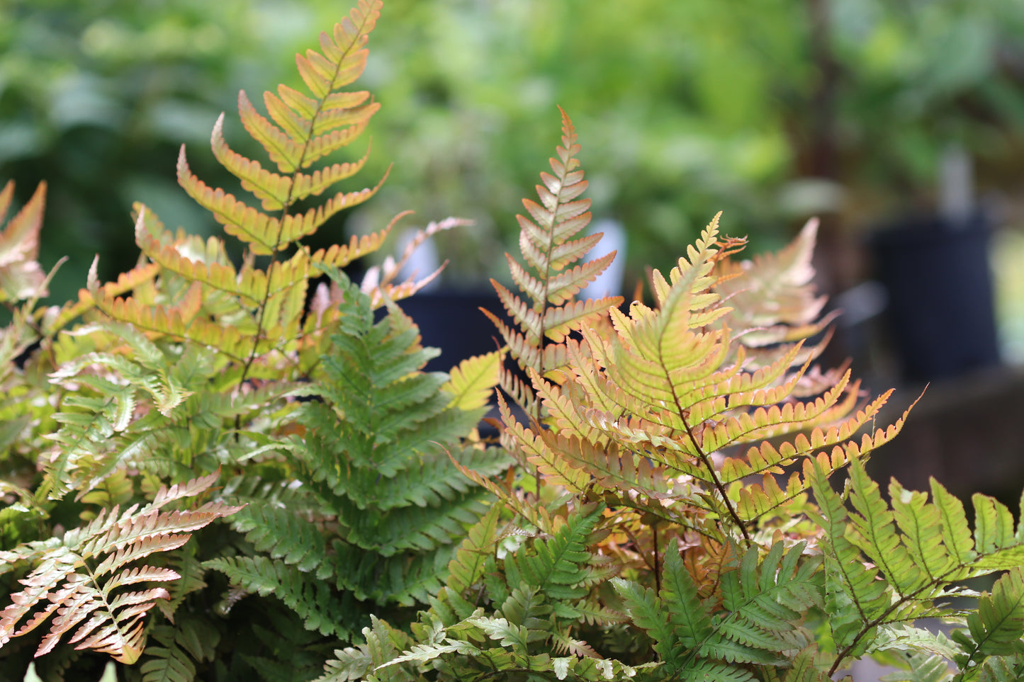 *RETAIL - Dryopteris erythrosora 'Brilliance'