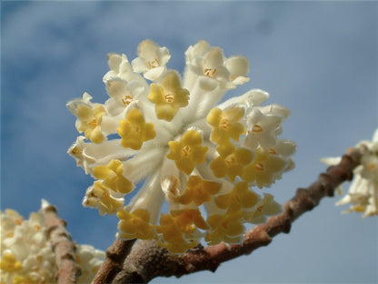 Edgeworthia chrysantha 'Nanjing Gold'