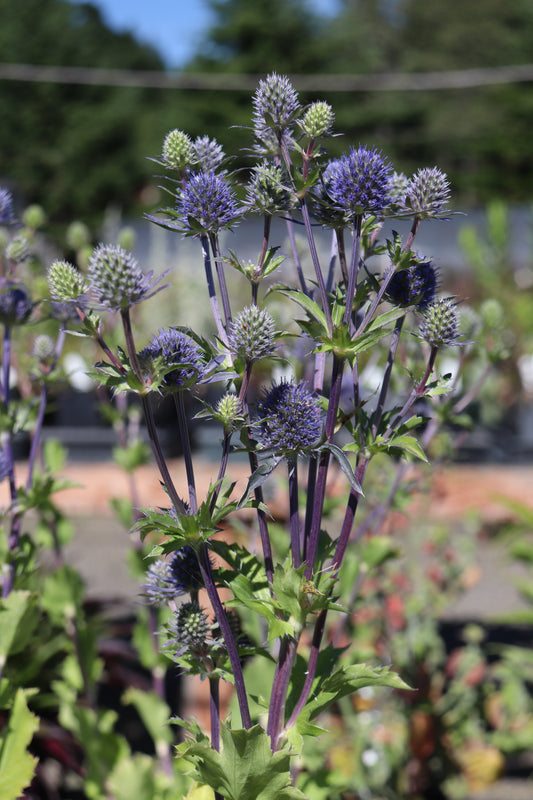 *RETAIL - Eryngium planum 'Blue Hobbit'