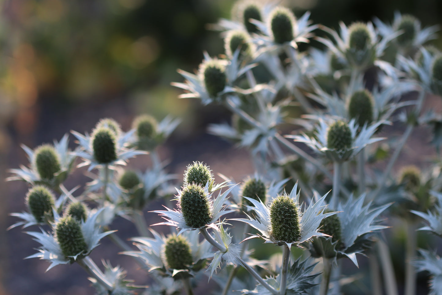 *RETAIL - Eryngium gigantium 'Miss Willmott's Ghost'