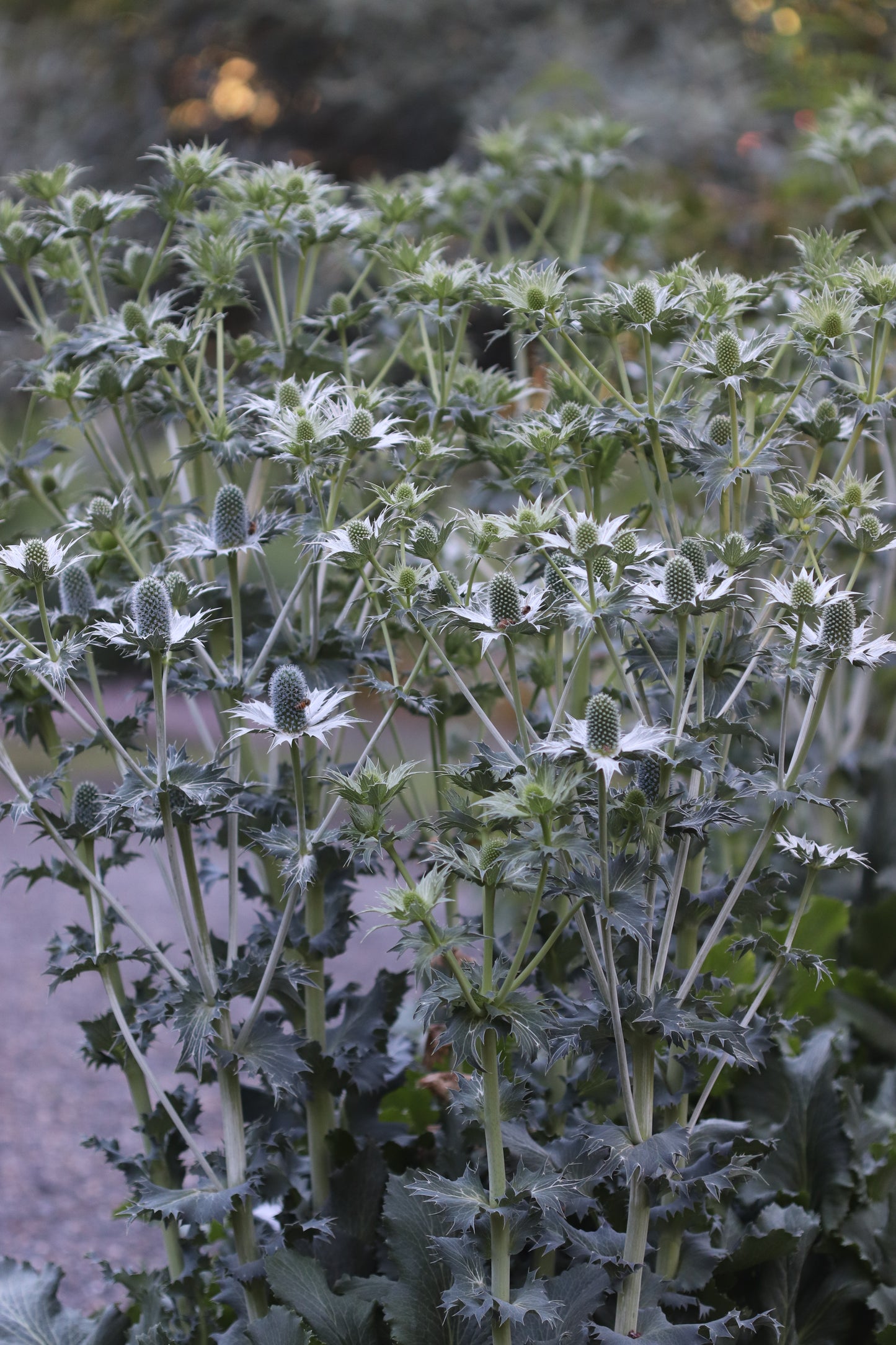 *RETAIL - Eryngium gigantium 'Miss Willmott's Ghost'