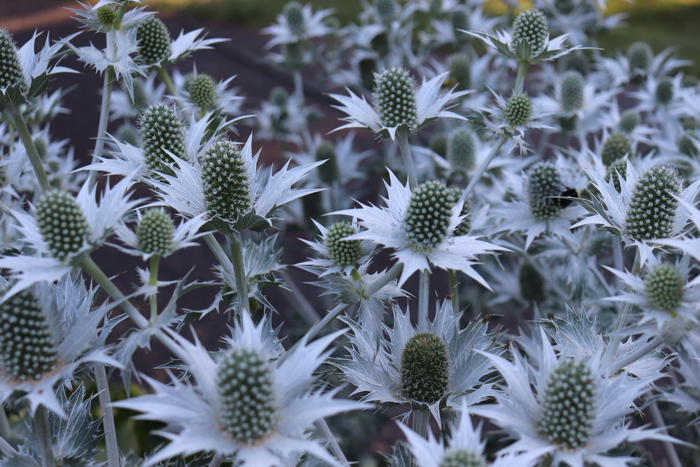 *RETAIL - Eryngium gigantium 'Miss Willmott's Ghost'