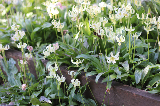 *RETAIL - Erythronium oregonum