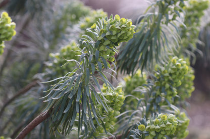 *RETAIL - Euphorbia characias ssp. wulfenii