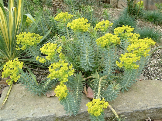 *RETAIL - Euphorbia rigida