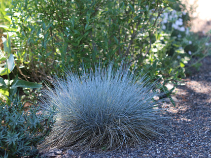 *RETAIL - Festuca glauca 'Beyond Blue'