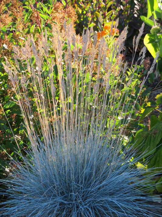 *RETAIL - Festuca glauca 'Beyond Blue'