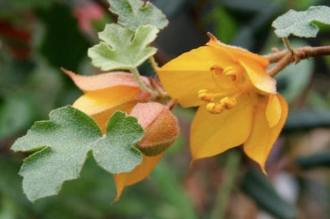 Fremontodendron 'Pacific Sunset'