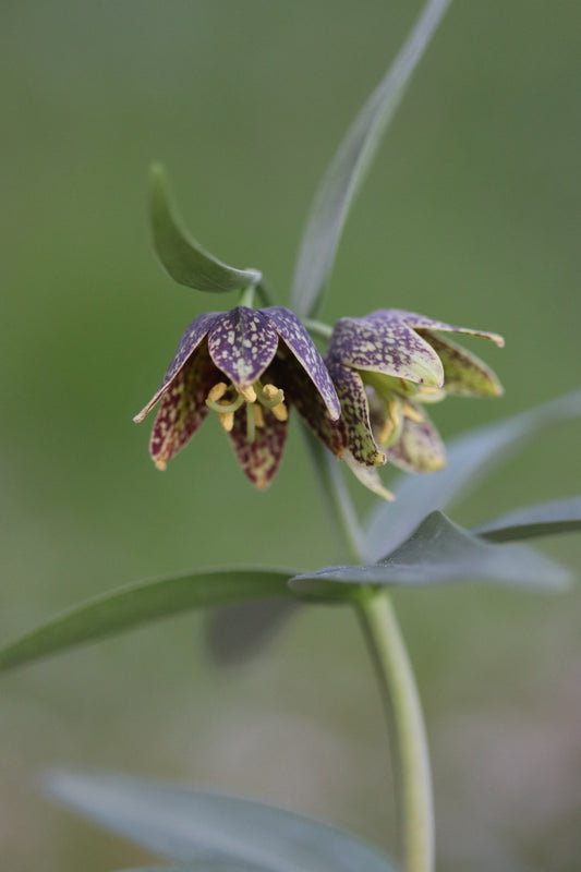 *RETAIL - Fritillaria affinis