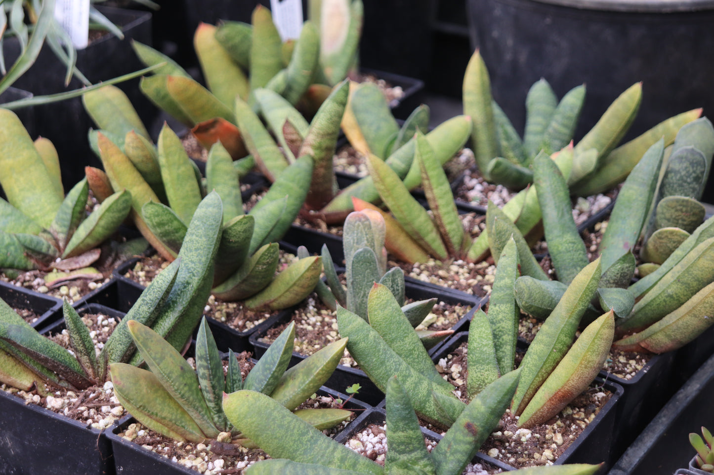 *RETAIL - Gasteria baylissiana