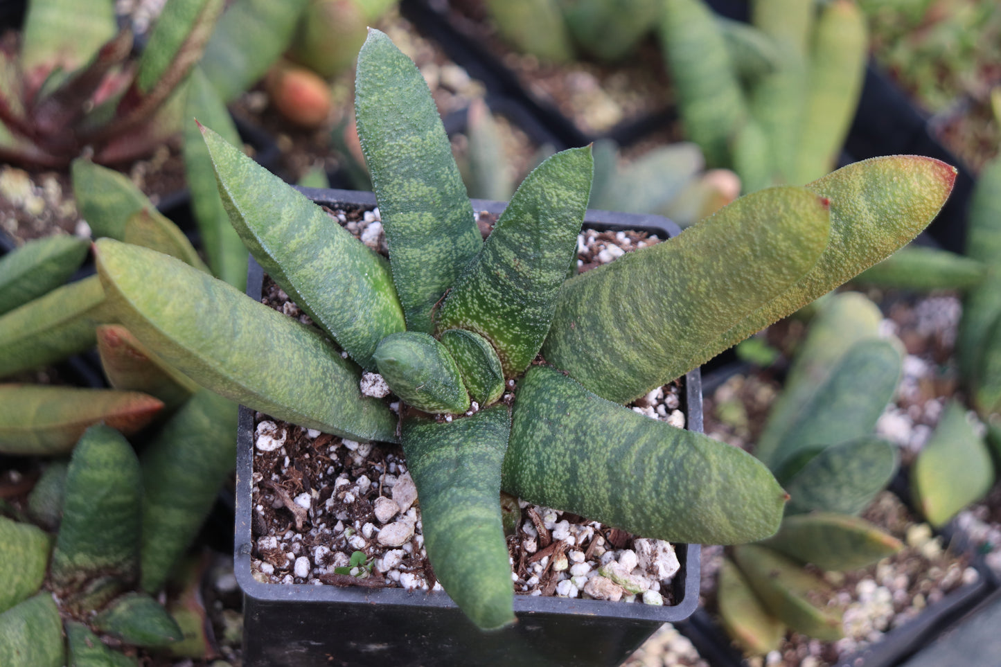 *RETAIL - Gasteria baylissiana