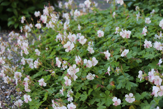 *RETAIL - Geranium x cantabrigiense 'Biokovo'