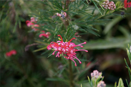 *RETAIL - Grevillea 'Canberra Gem'