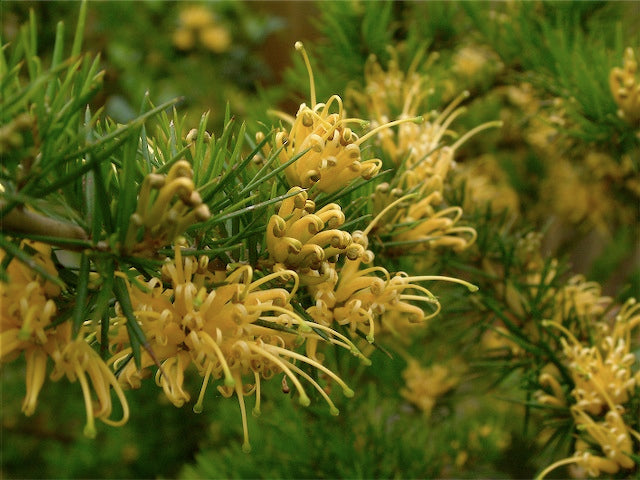 *RETAIL - Grevillea juniperina ssp. sulphurea