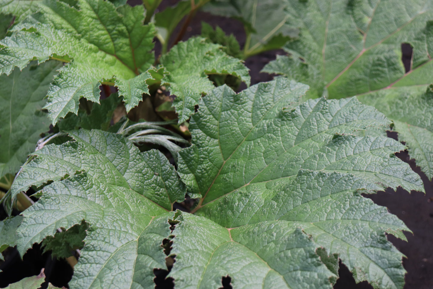 *RETAIL - Gunnera manicata