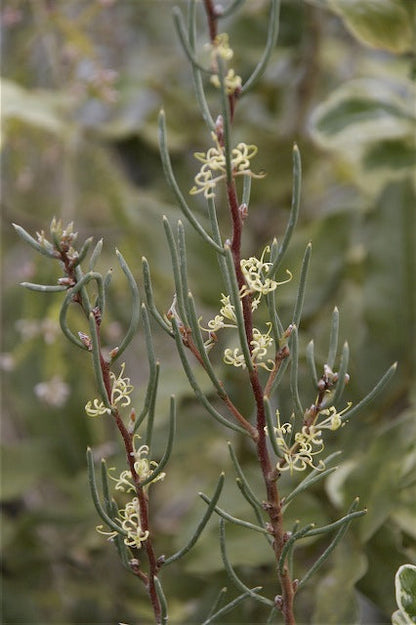 *RETAIL - Hakea lissosperma