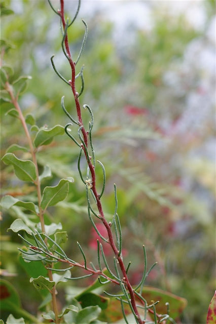 *RETAIL - Hakea lissosperma