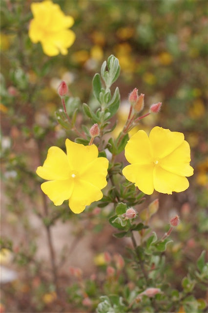 *RETAIL - Halimium lasianthum ssp. alyssoides 'Farall'