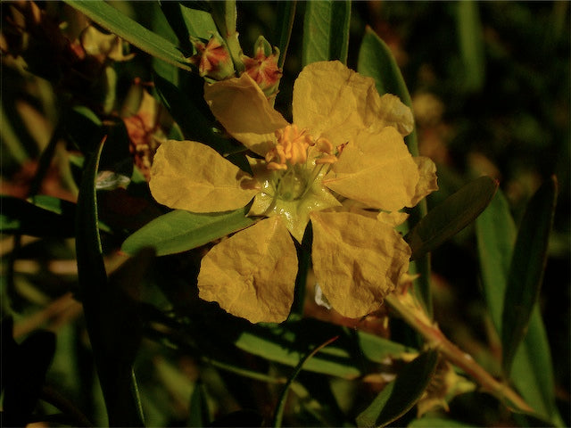 *RETAIL - Heimia salicifolia
