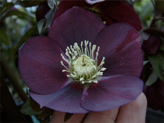 *RETAIL - Helleborus orientalis [Cistus Large Reds]
