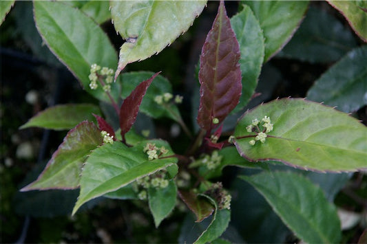 *RETAIL - Helwingia chinensis