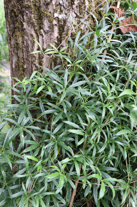 *RETAIL - Holboellia angustifolia