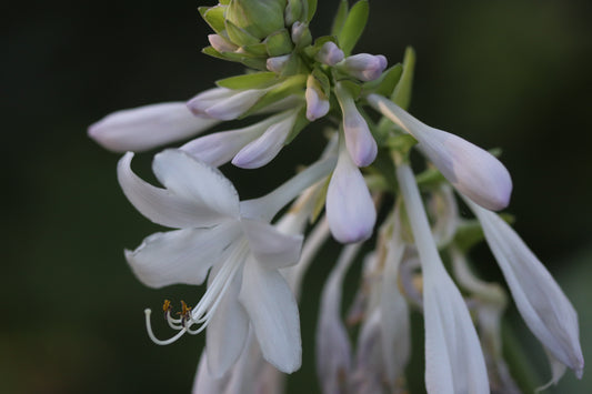 *RETAIL - Hosta 'Guacamole'