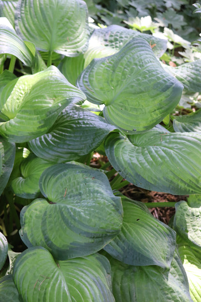 *RETAIL - Hosta 'Guacamole'