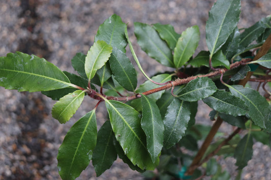 Hydrangea seemanii x serratifolia