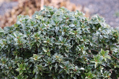 *RETAIL - Ilex x 'Rock Garden'