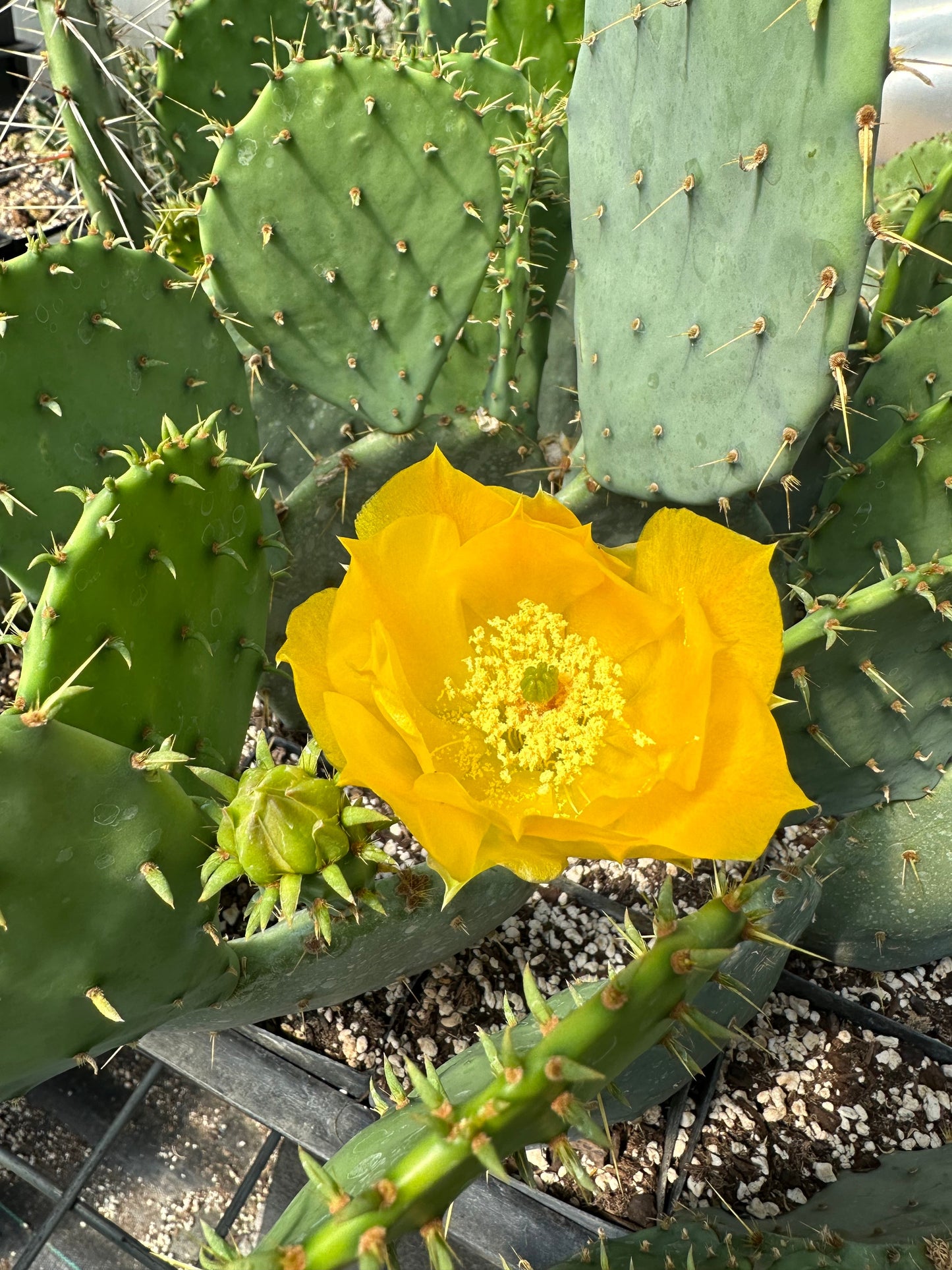 *RETAIL - Opuntia engelmannii 'O'