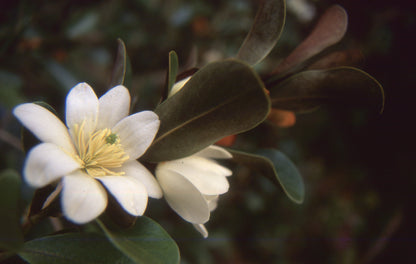 *RETAIL - Magnolia laevifolia