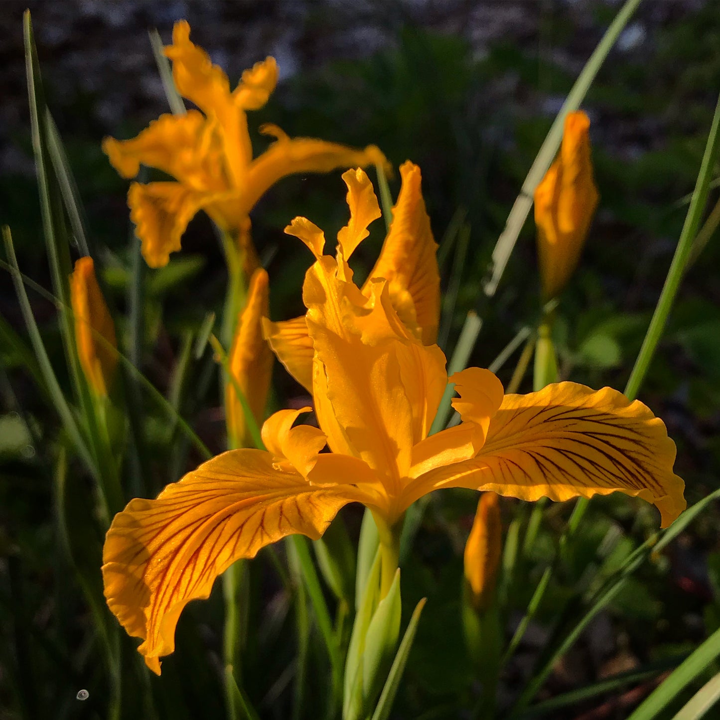 Iris innominata