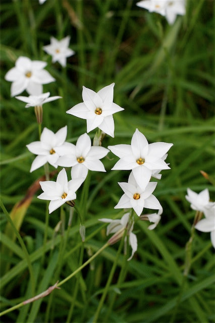 *RETAIL - Ipheion 'Alberto Castillo'