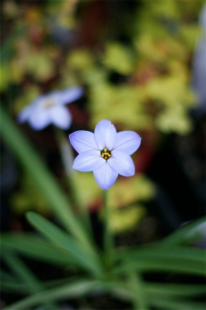 *RETAIL - Ipheion uniflorum 'Rolf Fieldler'