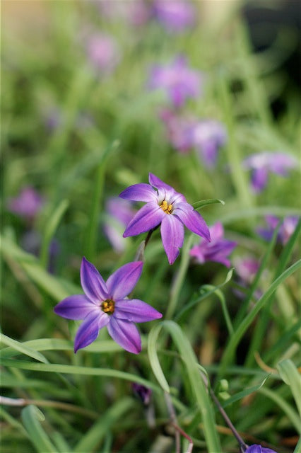 Ipheion uniflorum 'Froyle Mill'