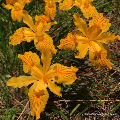 Iris innominata