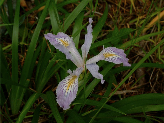 Iris douglasiana [Hunter Creek]