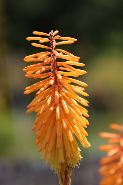 *RETAIL - Kniphofia 'Shining Sceptre'