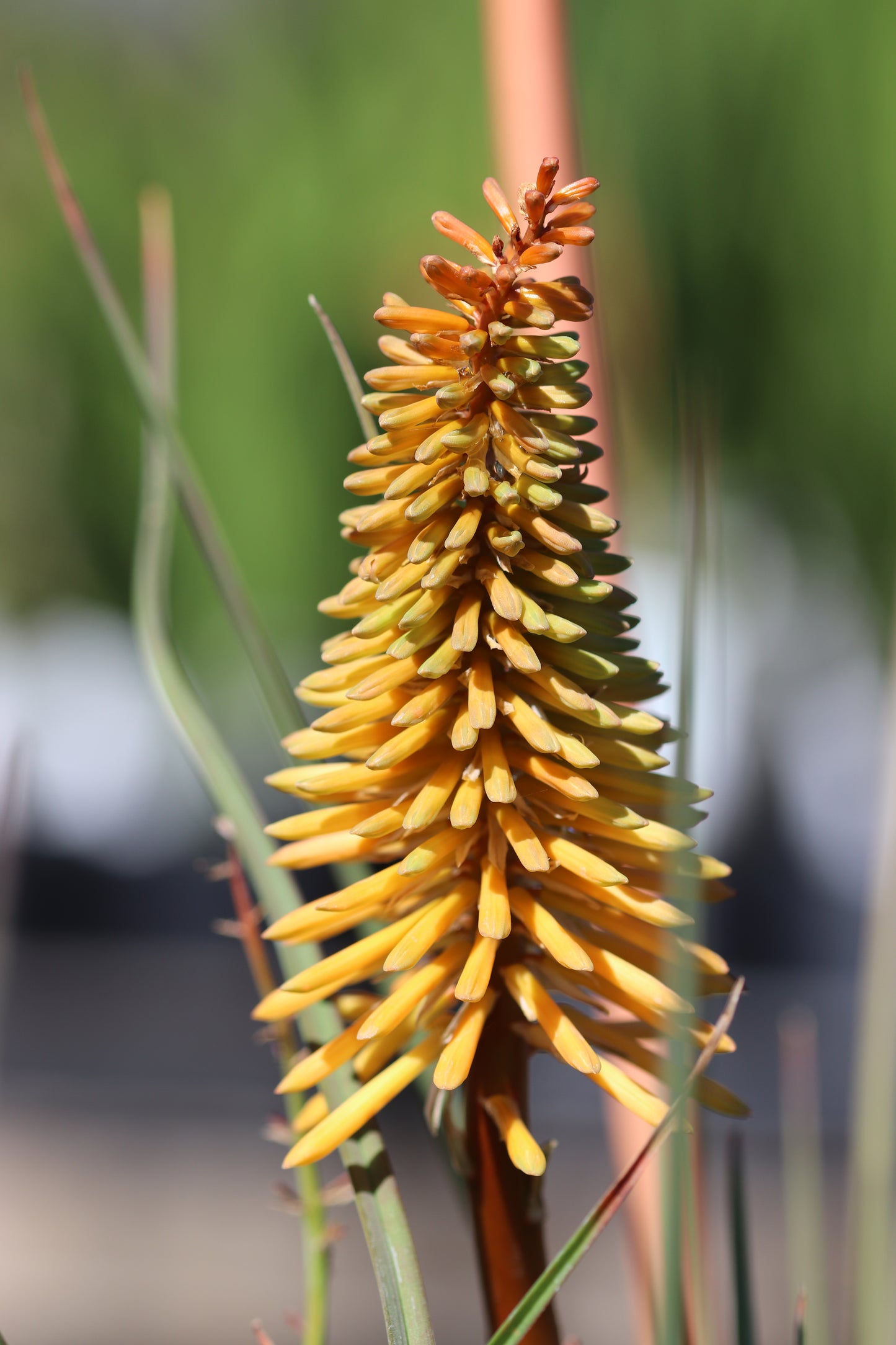 *RETAIL - Kniphofia 'Shining Sceptre'