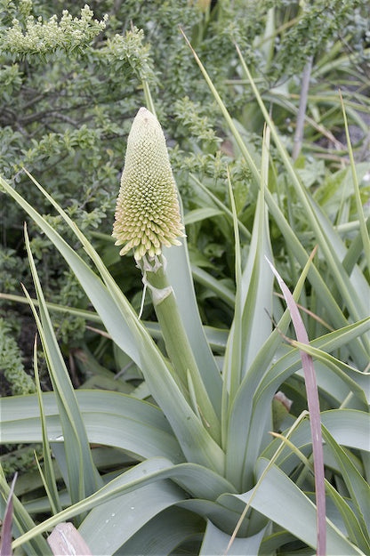 *RETAIL - Kniphofia northiae