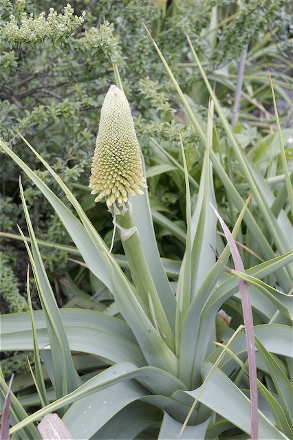 Kniphofia northiae