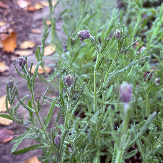 *RETAIL - Lavandula dentata 'Dusky Maiden'