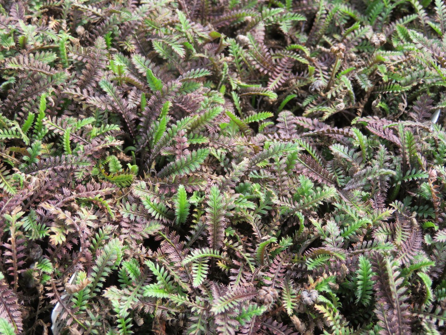 *RETAIL - Leptinella squalida 'Platt's Black'