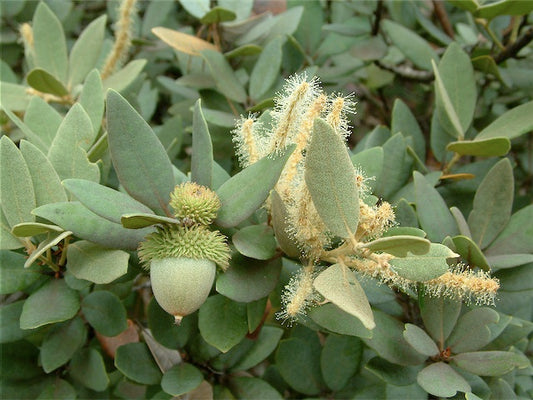 *RETAIL - Notholithocarpus densiflorus [intermediate form]