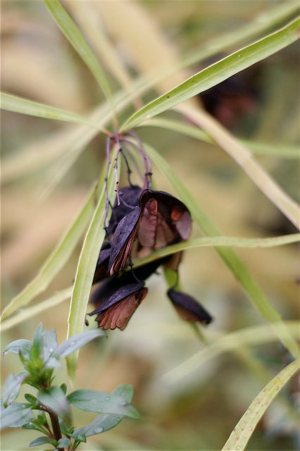 Lomatia myricoides