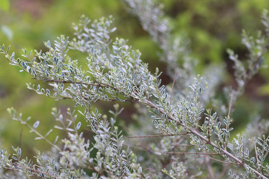 *RETAIL - Lonicera nitida 'Silver Beauty'