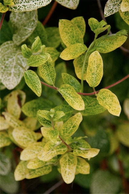 *RETAIL - Lonicera japonica 'Aureoreticulata'